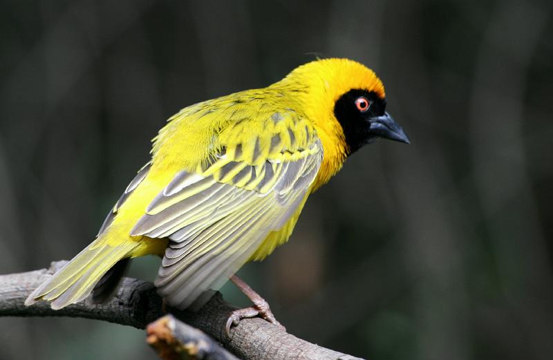 2frieda 005.jpg - Swartkeelvink ..Southern Masked Weaver